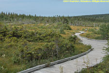 boardwalk